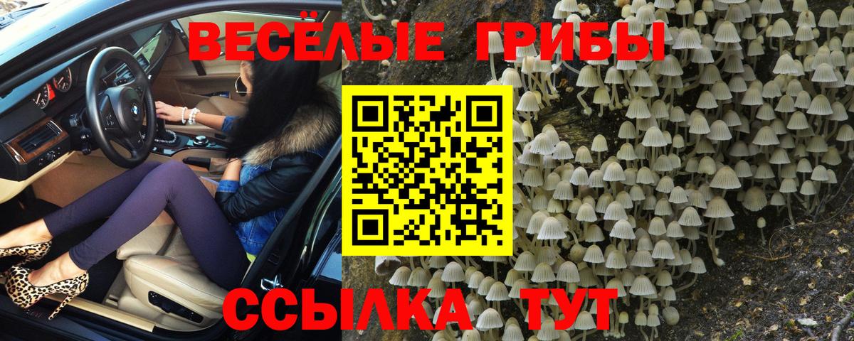 Псилоцибиновые грибы Psilocybine cubensis Чусовой